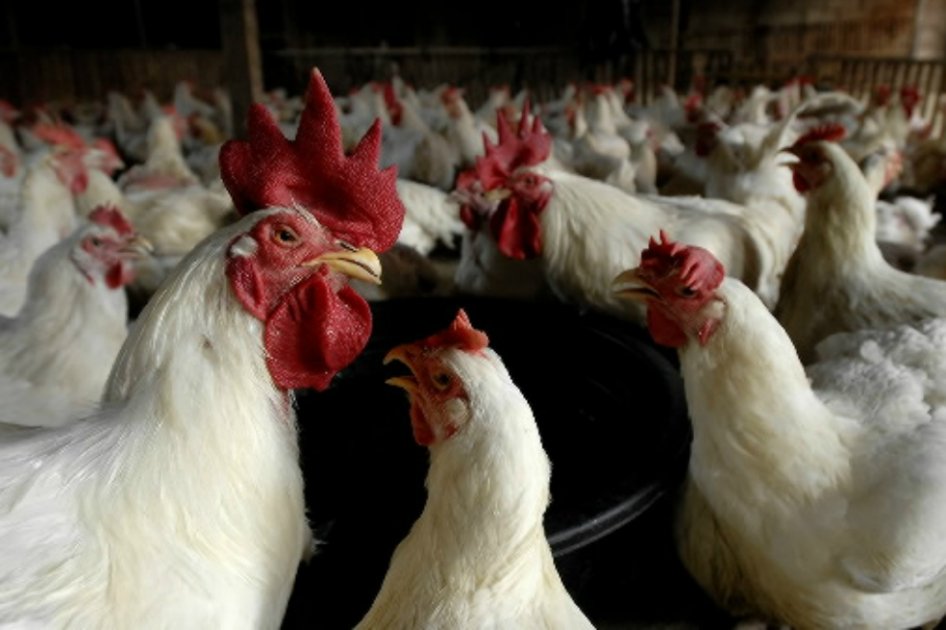Supremo chileno confirma multa de US$ 60 millones a productoras de pollo por colusión