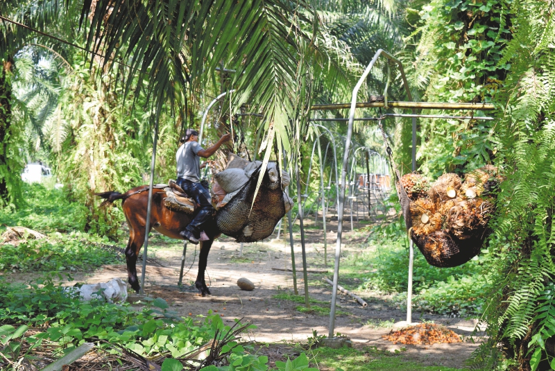 Envejecer sin tierra: el caso de la finca Diana María
