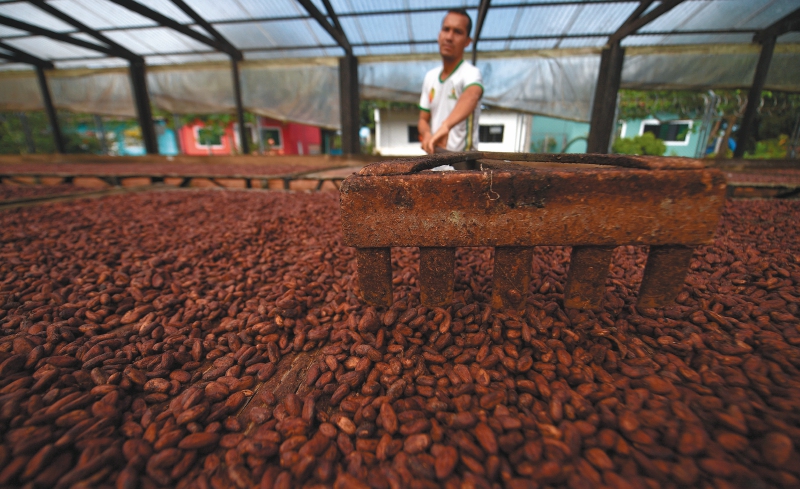 Los cacaoteros, la apuesta de Arauca para mantener el departamento libre de coca