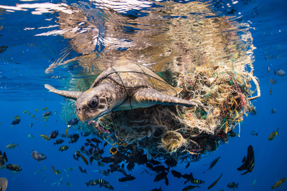 (Vídeo) ¿Cómo saben las tortugas hacia dónde queda el mar al nacer?