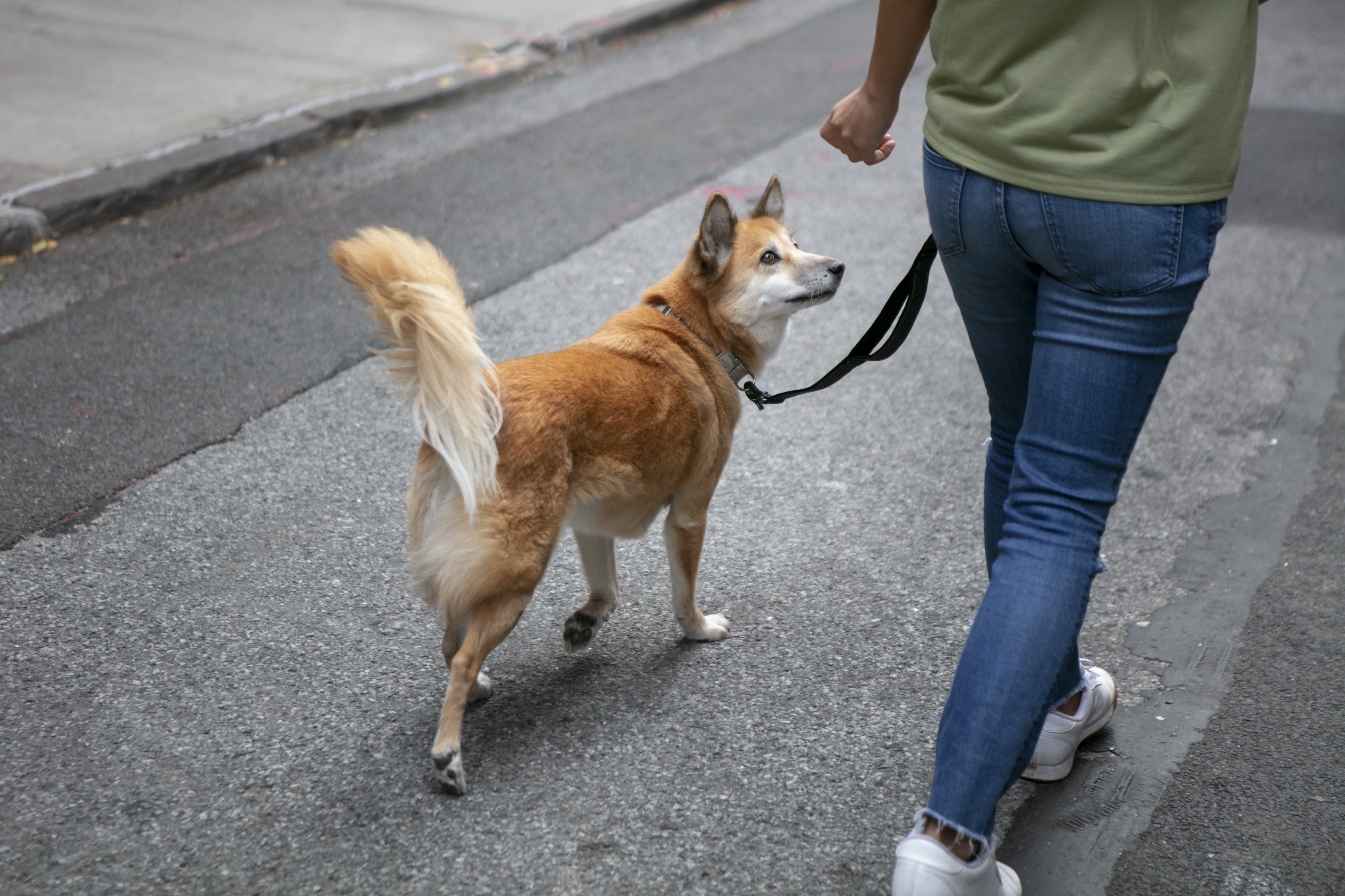 ¿De cuánto es la multa en Colombia por sacar a un perro sin correa a la calle?