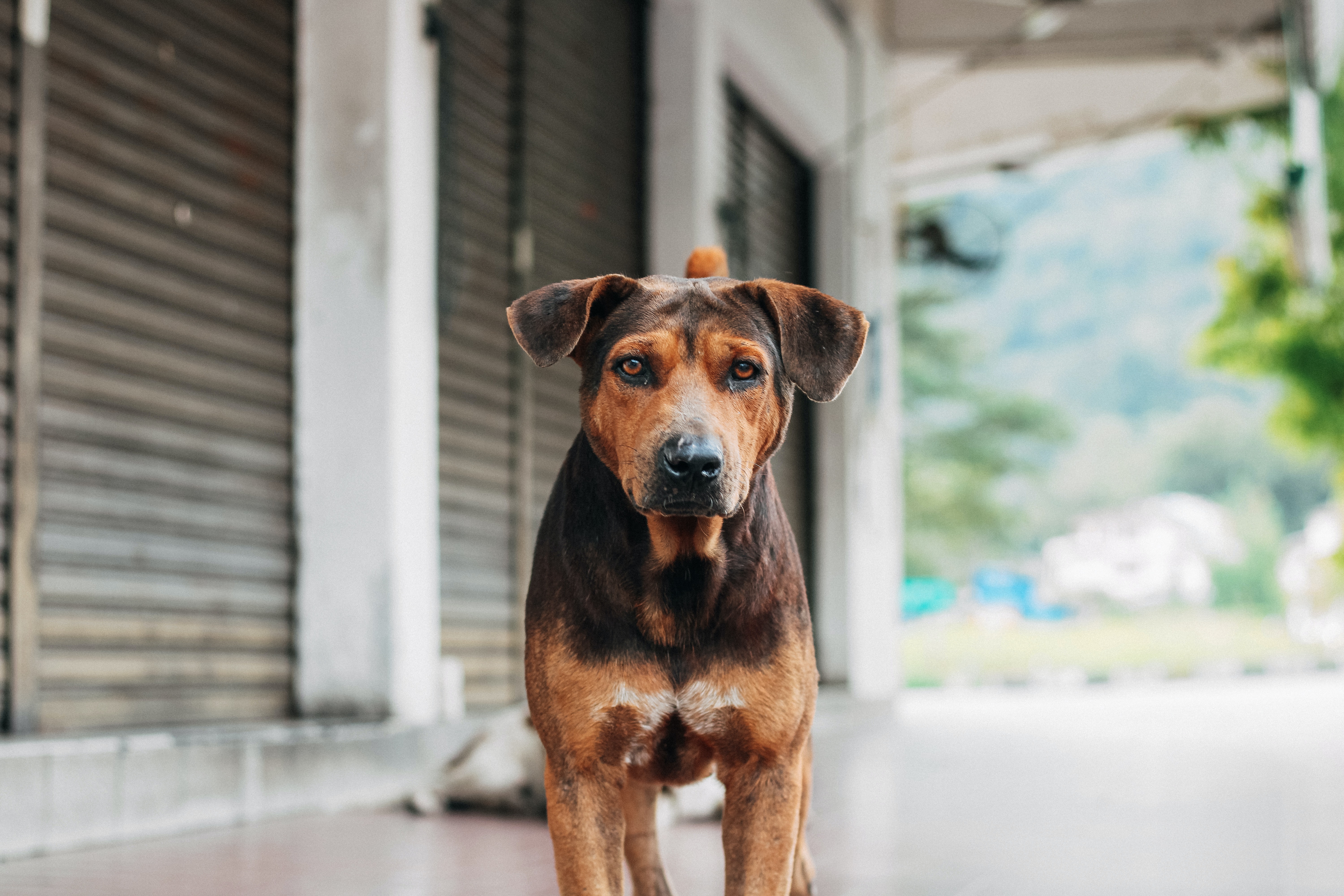 ¿Por qué es bueno adoptar un perro criollo?