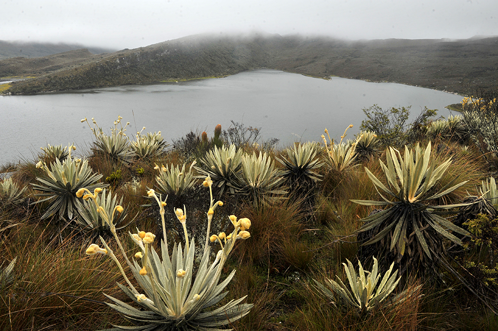 Buscan arropar con rango constitucional la prohibición de minería en páramos