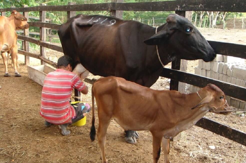 Sube el precio base de la leche, pero crecen más los costos de su producción