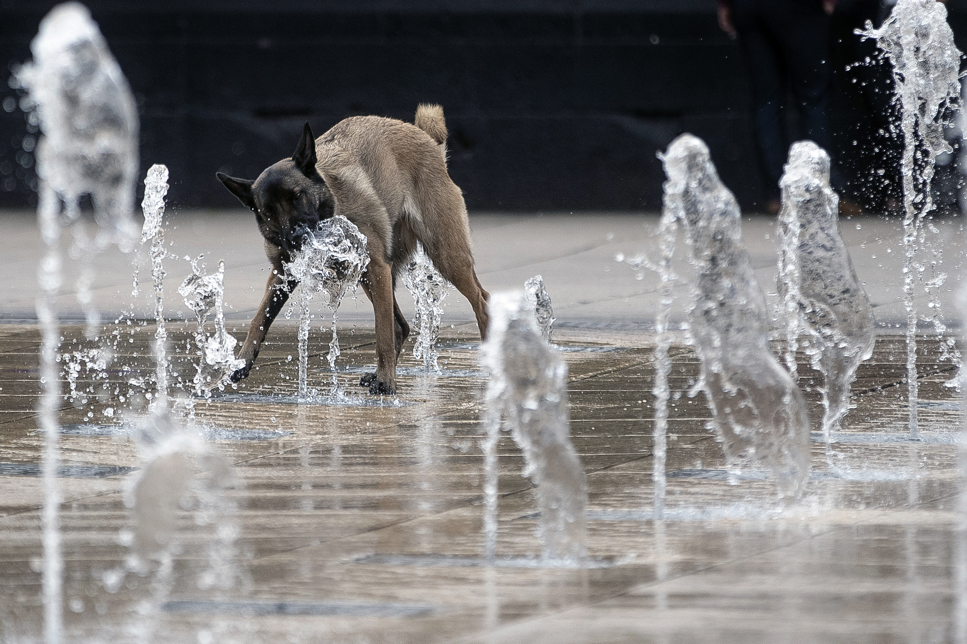 El calor está confundiendo a los animales: aprenden menos y se vuelven más agresivos