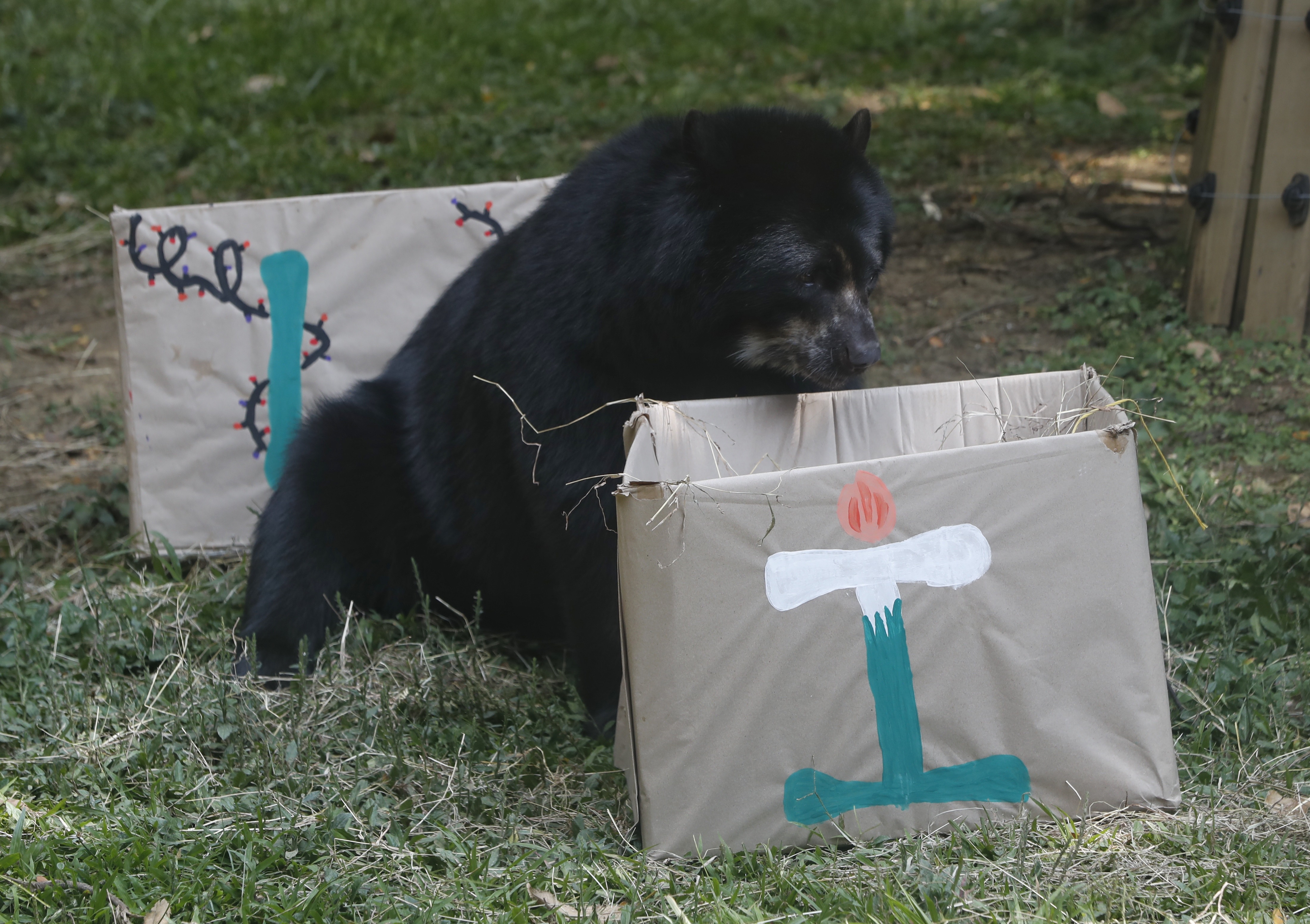 Promotores de bienestar animal le dieron una dulce navidad a varios animales del zoológico con cajas adornadas como regalos donde les ofrecieron los alimentos que más disfrutan.