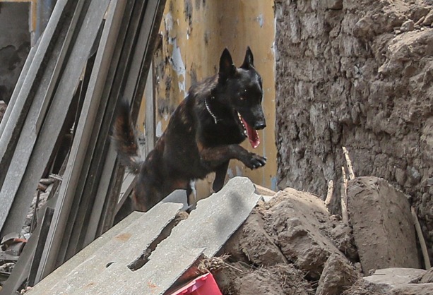 Despiden a Capitán, perrito bombero que salvó vidas en el sismo de México de 2017