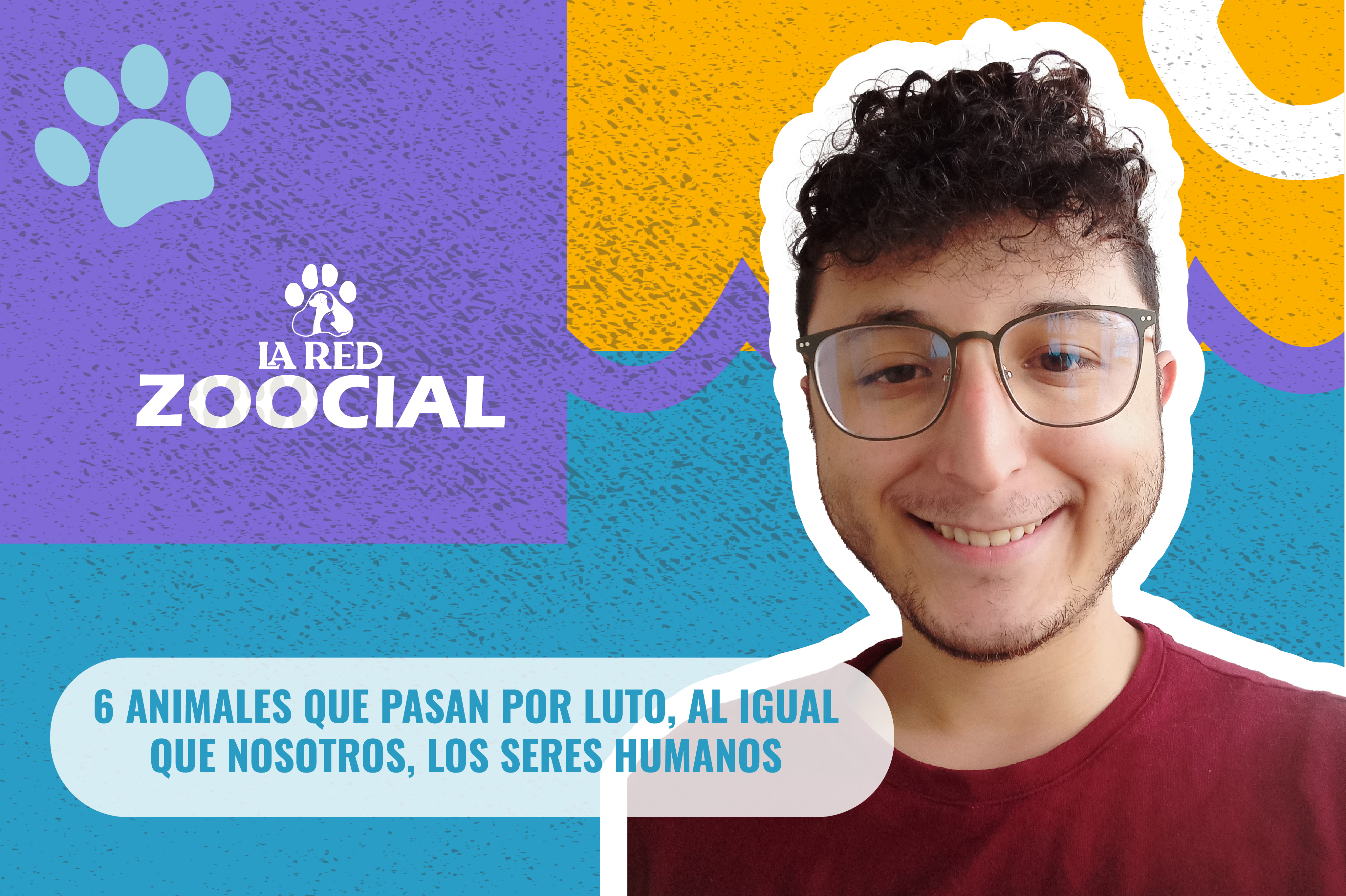 (Video) Seis animales que pasan por luto, al igual que los seres humanos