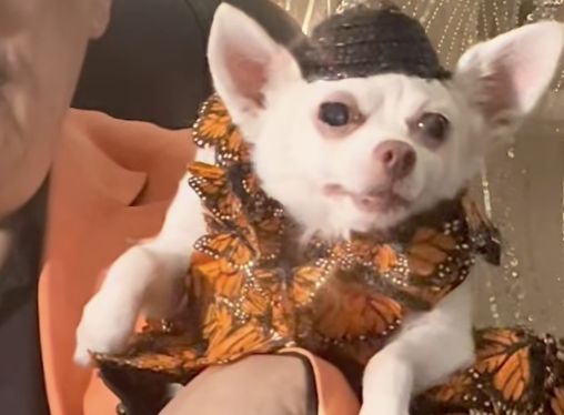 Pet Gala 2024: un evento glamuroso en el que los perros usan ropa de alta costura
