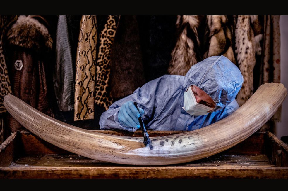 Premio Earth Photo 2026: Britta Jaschinski fue la ganadora por su proyecto que documenta el comercio ilegal de vida silvestre y la ciencia forense que se está desarrollando para combatirlo.