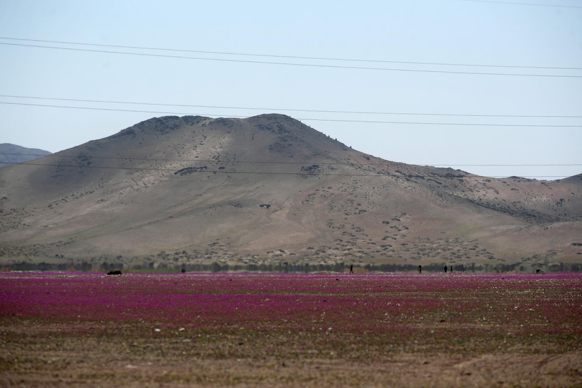 En fotos: se cubrió de flores el desierto de Atacama y así quedó registrado
