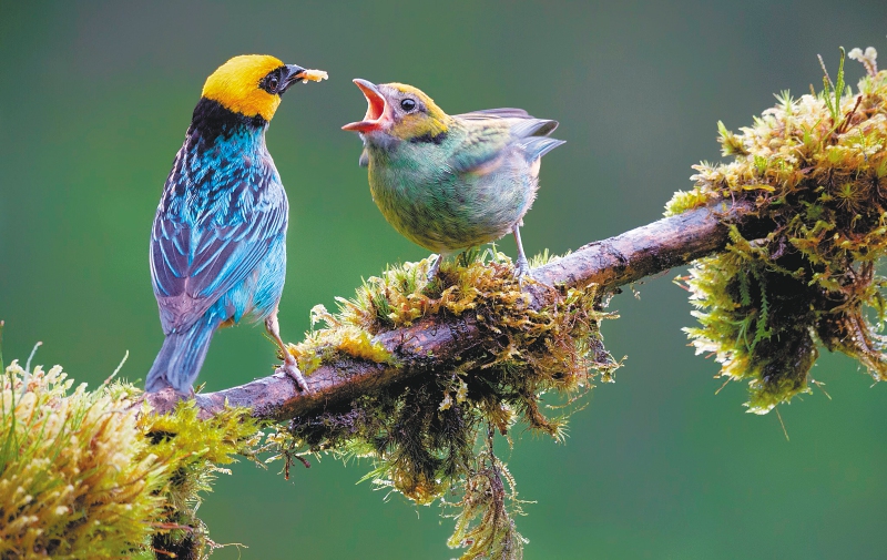 La tangara coronigualda se se encuentra en los bosques de Bolivia, Colombia, Ecuador y Perú. /Memo Gómez -@MemoGomezFoto