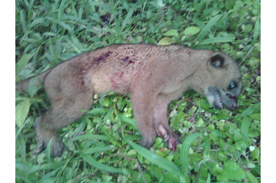 Indignación en el Pacífico por caso de maltrato animal