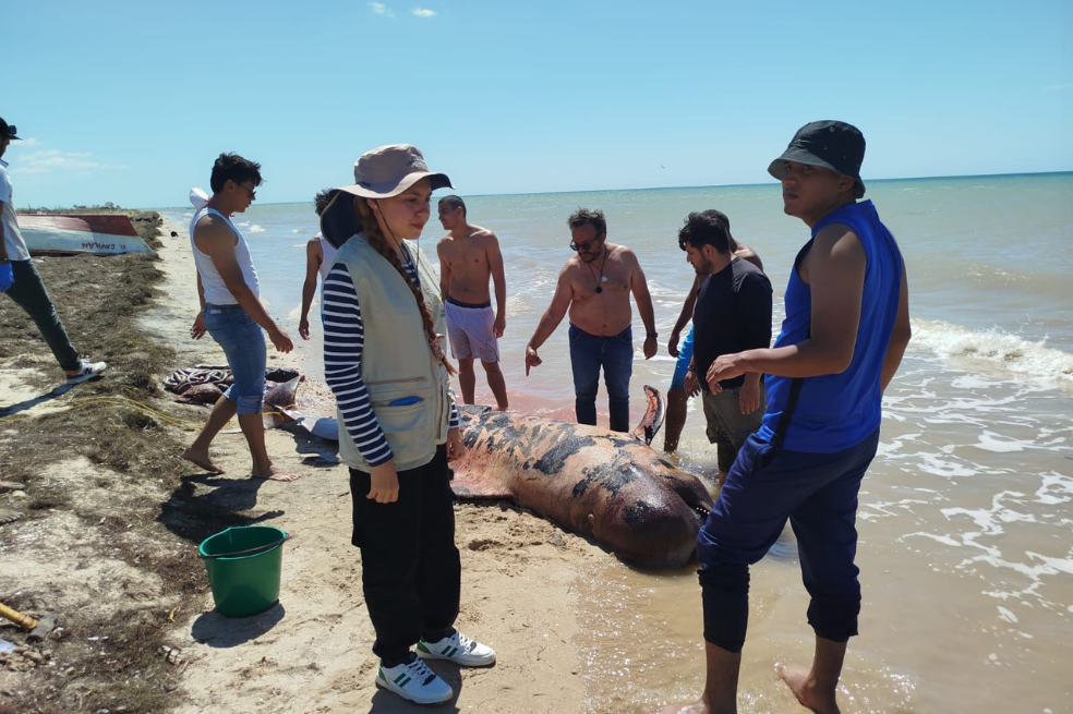 Encuentran una ballena piloto de tres metros muerta en costas de La Guajira