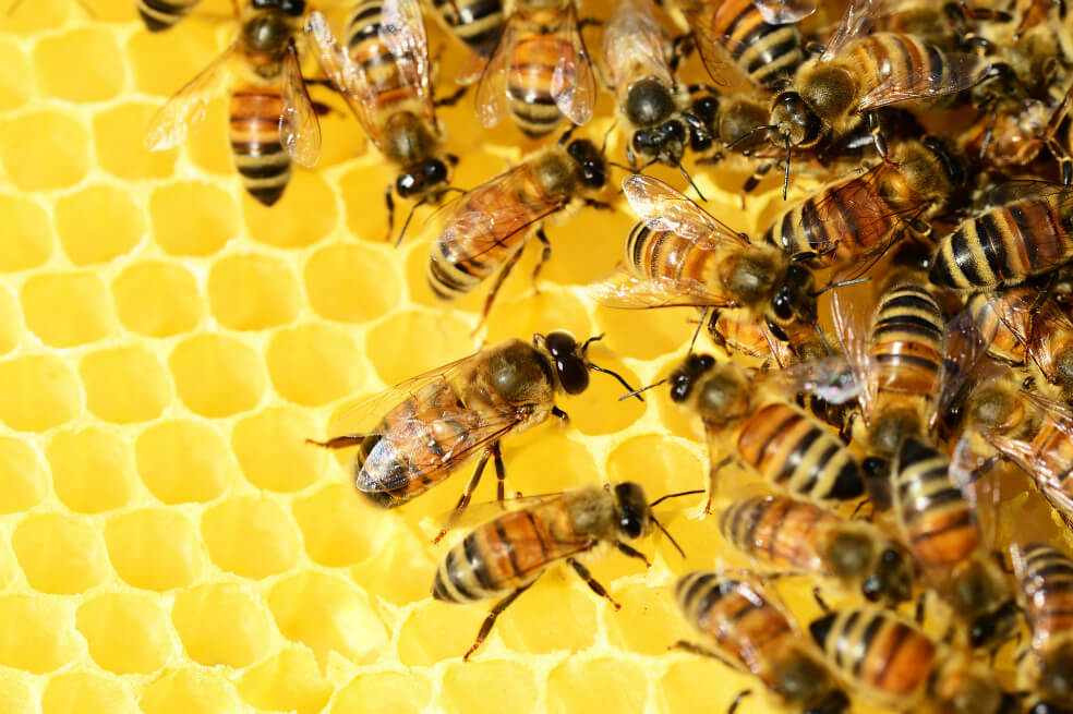Solo en el estado de Río Grande do Sul se contabilizaron hasta 400 millones de abejas muertas. / Pixabay