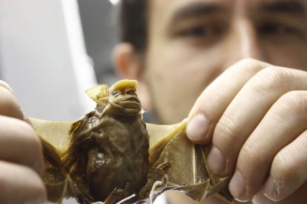 Identifican nuevas especies de murciélagos, ‘primos’ de los sospechosos de transmitir COVID-19