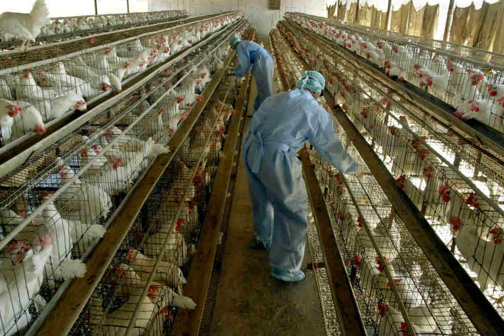 Colombianos comen más pollo que carne