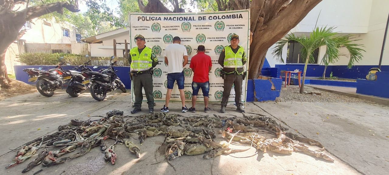 Continúa el tráfico ilegal de animales: incautan 136 iguanas en La Guajira
