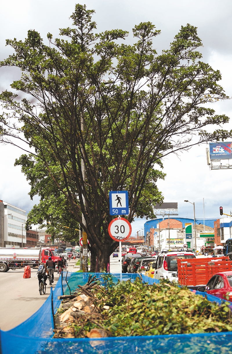 Pausan las motosierras y la tala de árboles en la Av. 68