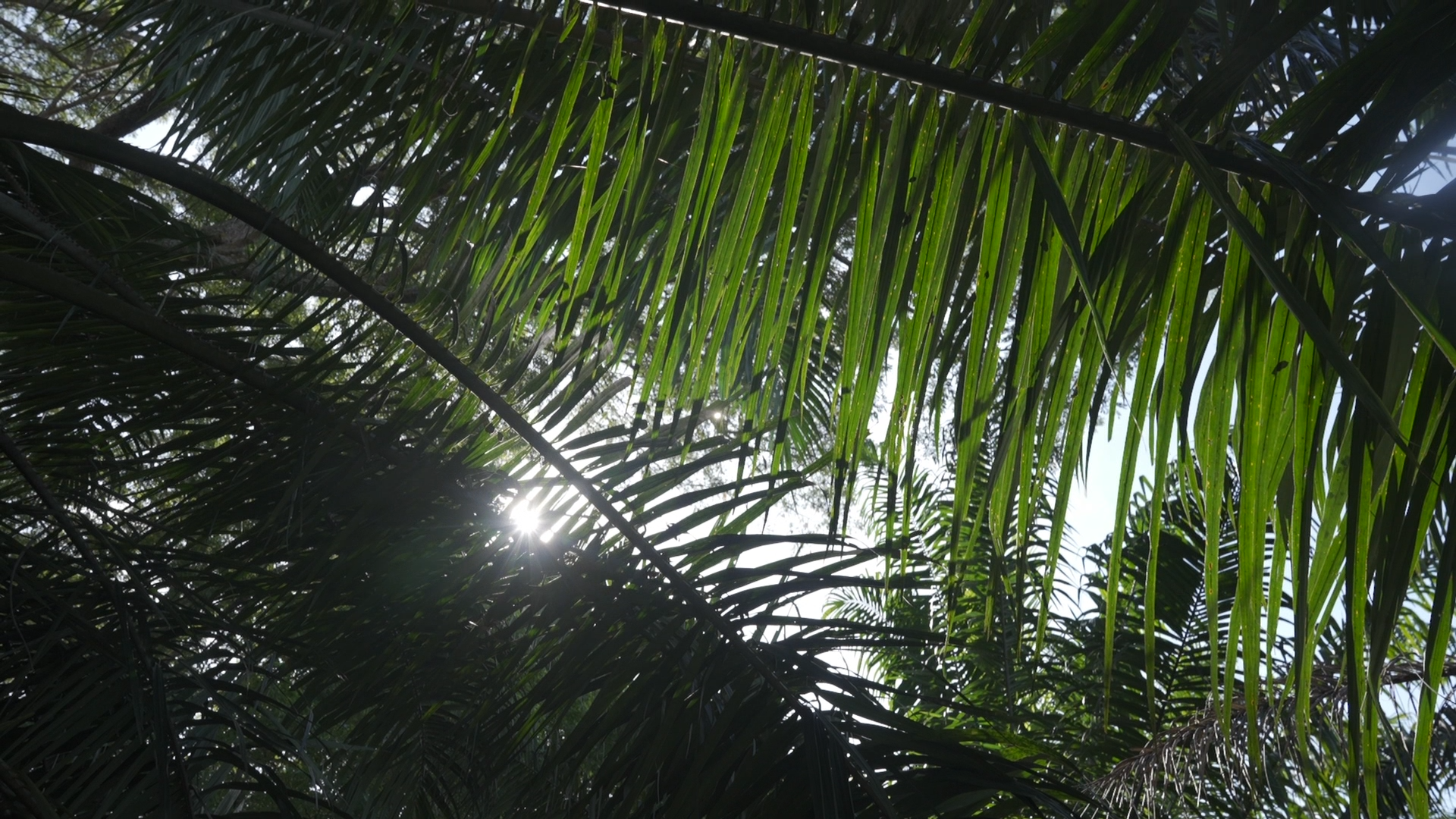 Acuerdo de monitoreo para que aceite de palma no esté vinculado a deforestación