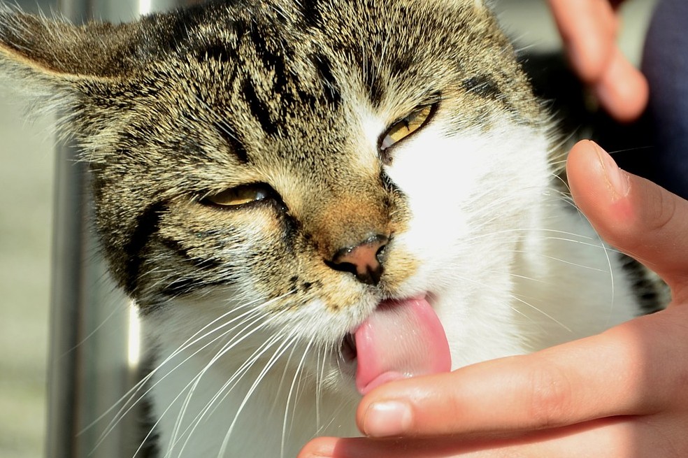 Gato, felino, animal, gestos cariñosos, te amo, gestos de cariño.