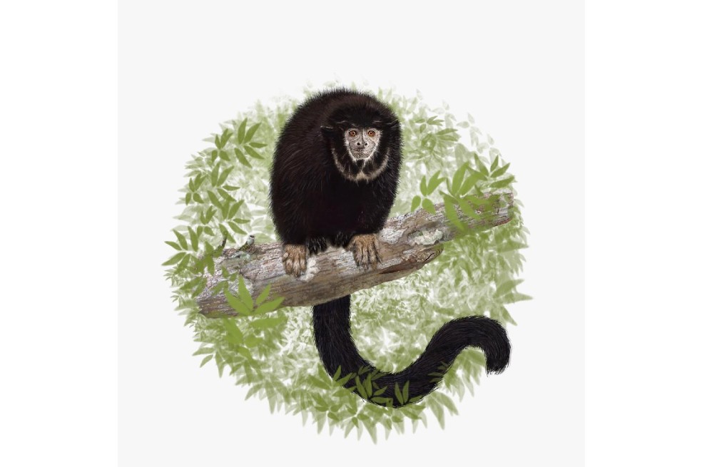 Ilustración digital hecha en Photoshop de un Cheracebus torquatus.