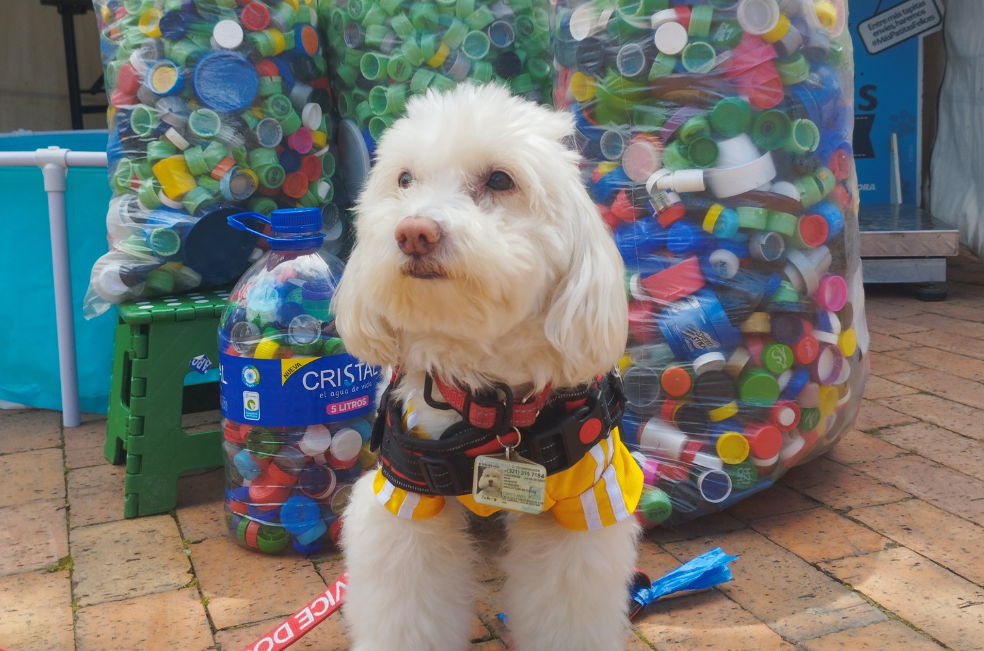 Así puede ayudar a transformar la vida de los perros sin hogar este fin de semana