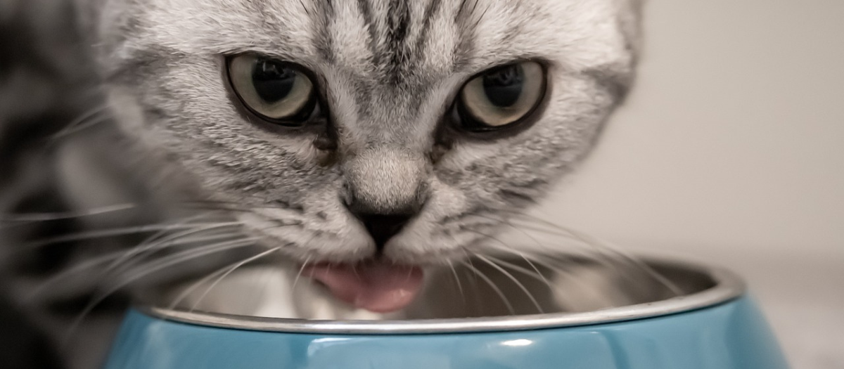 (Video) ¿Cuál es la importancia de la hidratación en los gatos?