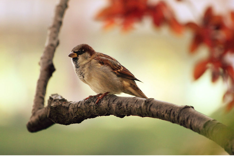 La lucha de las aves por mantener su canto entre el ruido de las ciudades