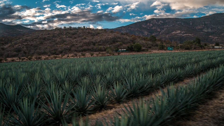 Pénjamo, una joya perfecta para los amantes del tequila y la arqueología