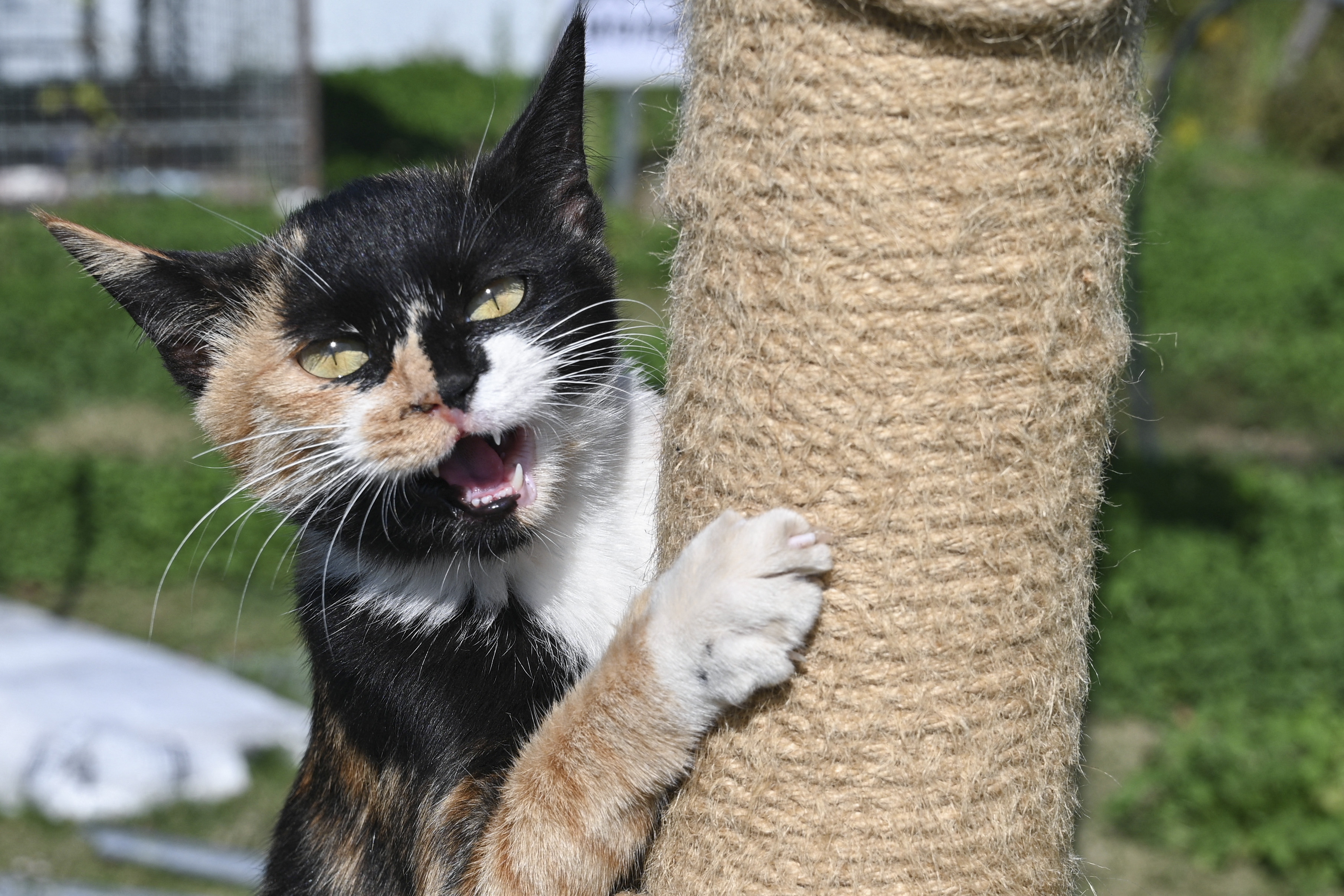 Gato se best sale acuesta en arenero