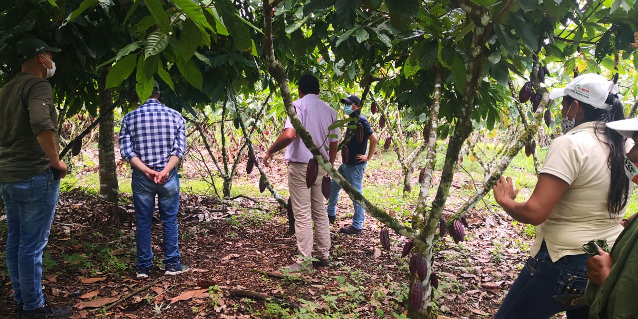 Cultivos de cacao.