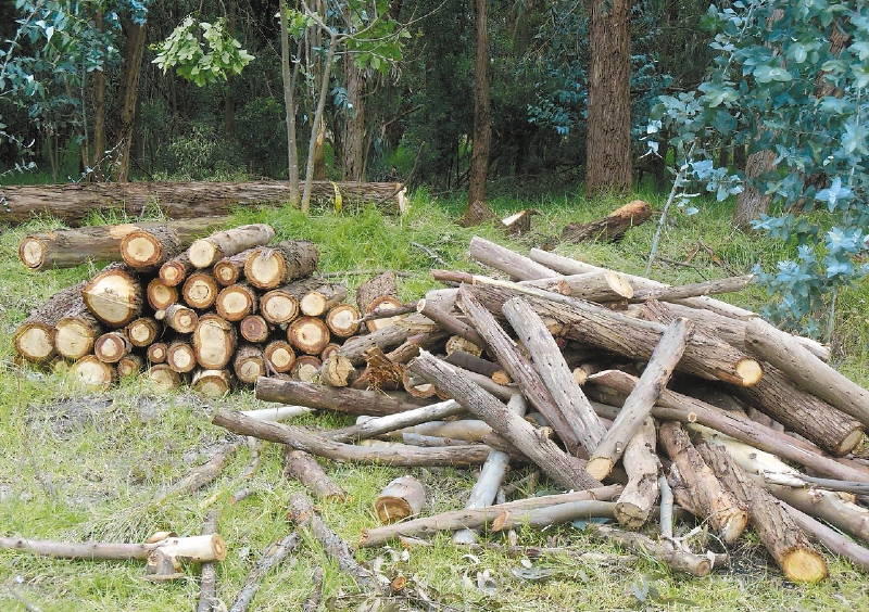 Vía libre a la tala de 350 árboles en predios de Bavaria
