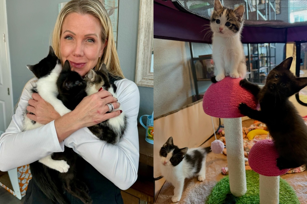 Quería adoptar dos gatitos, pero terminó saliendo con tres del refugio