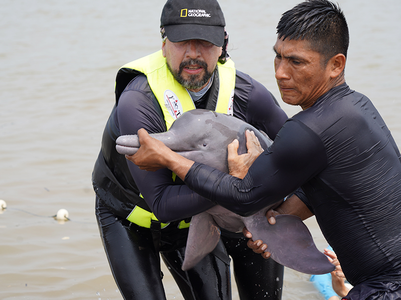El monitoreo de estos animales es liderado por la Iniciativa Suramericana de Delfines de Río.