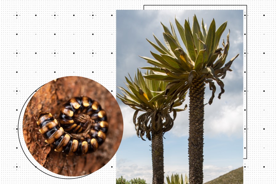 Biodiversidad de Colombia