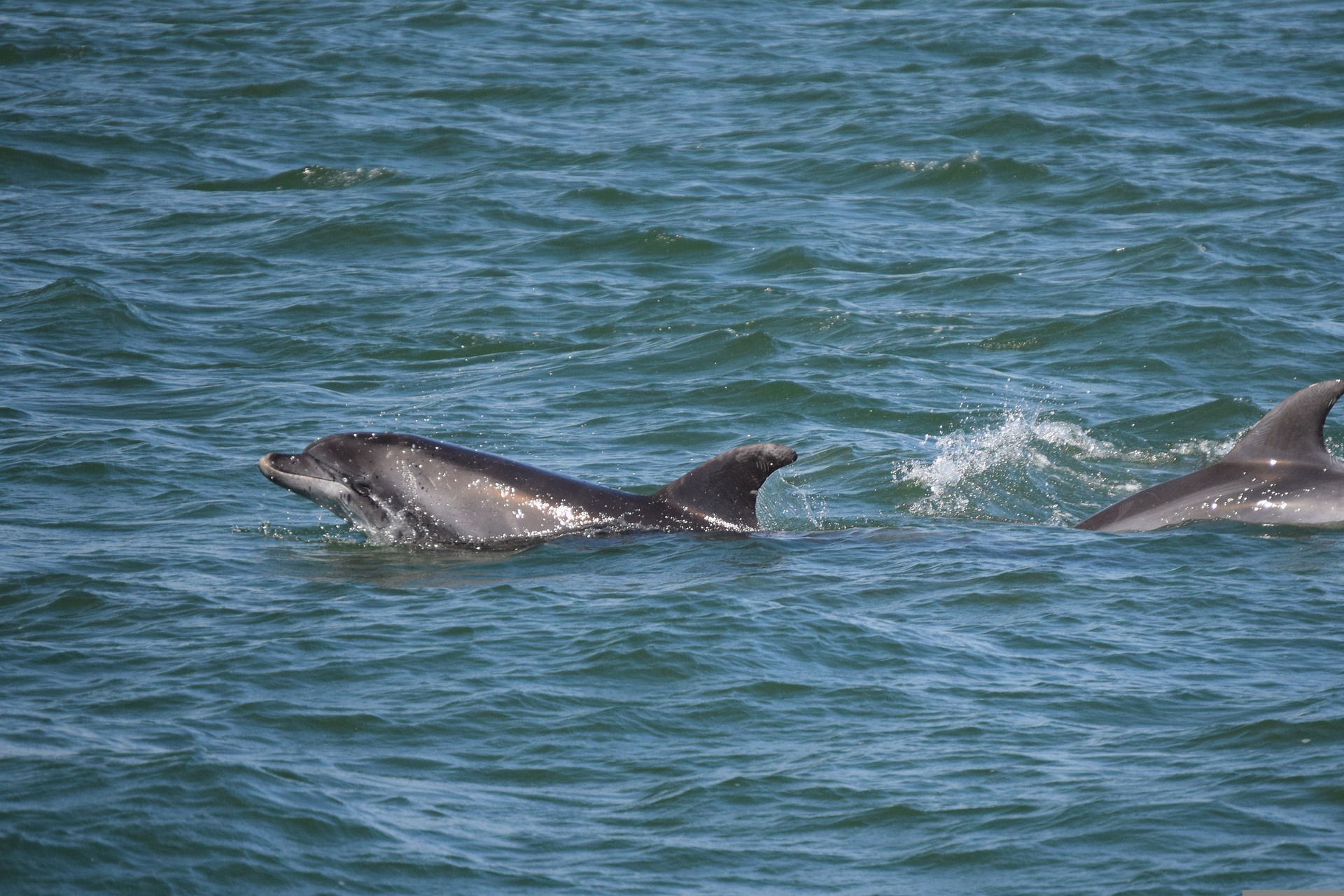 Los delfines no sufren daños cerebrales al nadar por una red que protege su cerebro