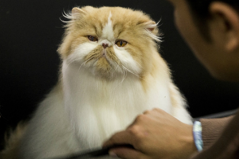 Los gatos se tomarán la feria de las Colonias en Bogotá