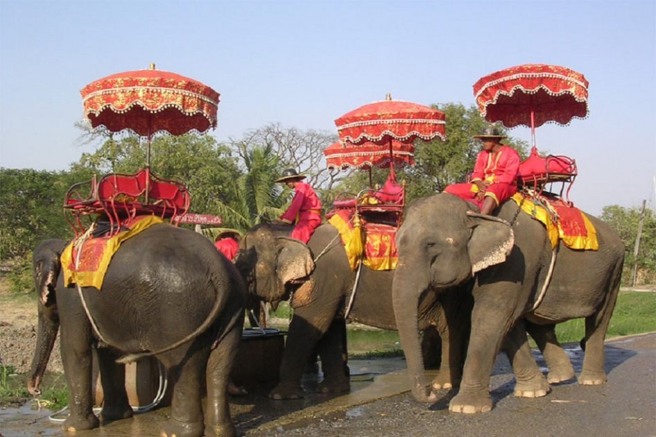 TripAdvisor no venderá planes que requieran contacto con animales