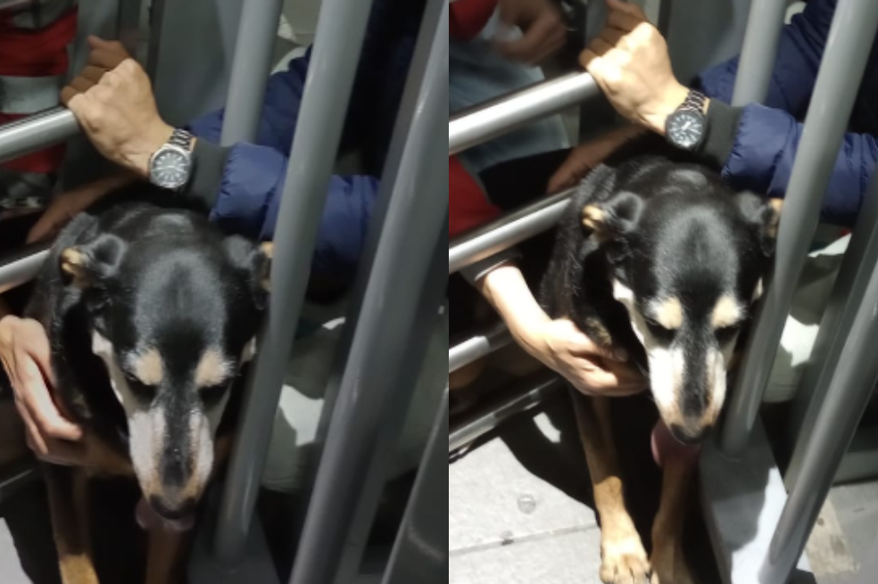 Perrita queda atrapada en las puertas anticolados del Portal Américas: esto se sabe