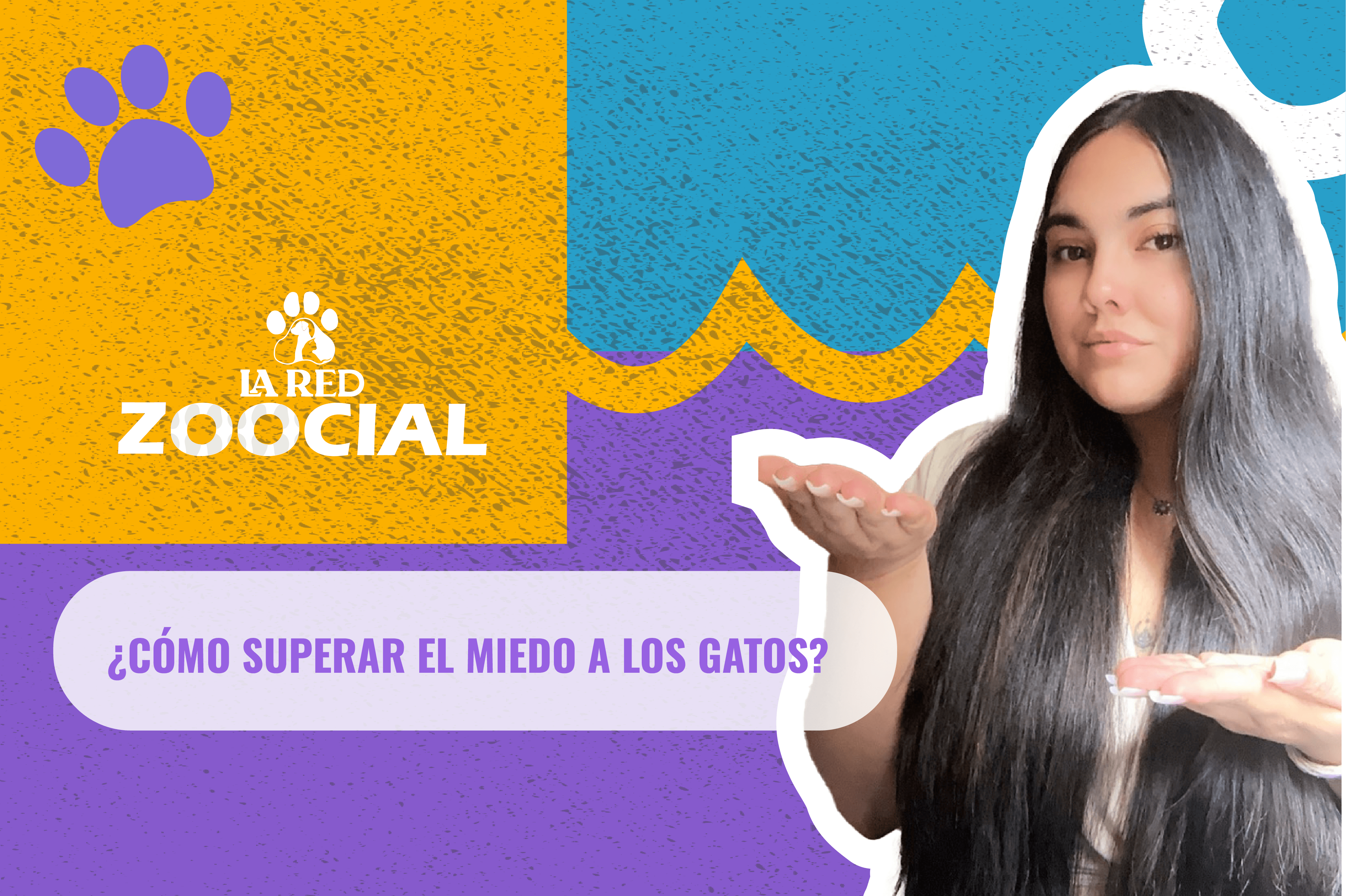 ¿Cómo superar el miedo a los gatos?