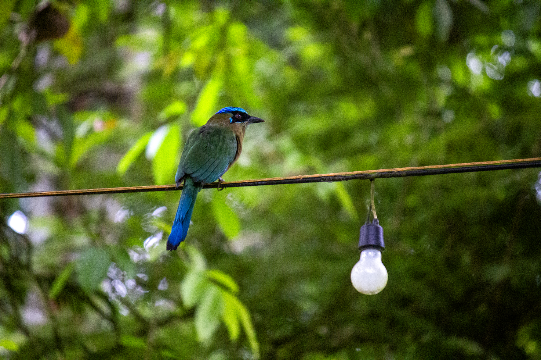 Momoto común (Momotus momota)
Su cola termina en dos plumas largas con forma de raqueta, las cuales mueve como péndulo cuando está alerta. Anida en túneles que cava en barrancos. Su llamado profundo "mou-mou" le da nombre. Presente desde Guanacaste hasta la zona de Los Santos.