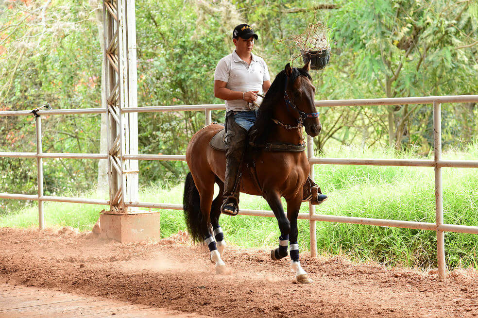 Colombia tiene dos (y no una) especies de caballo criollo, revela estudio genético