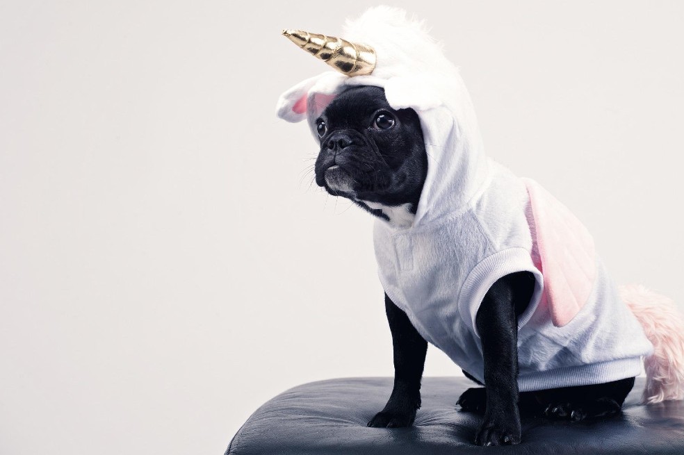 Para los que no creen en los unicornios, aquí les traemos a uno. Este pug negro disfrazado es toda una belleza para estas fiestas. Este atuendo es ideal y cómodo para ellos.
