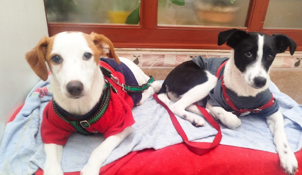 Las arrojaron a un caño y sobrevivieron: ahora Kira y Muñeca necesitan una familia