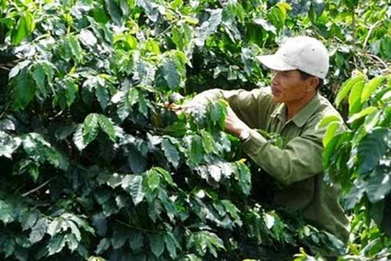 En los últimos 12 meses la producción cafetera superó los 14 millones de sacos.