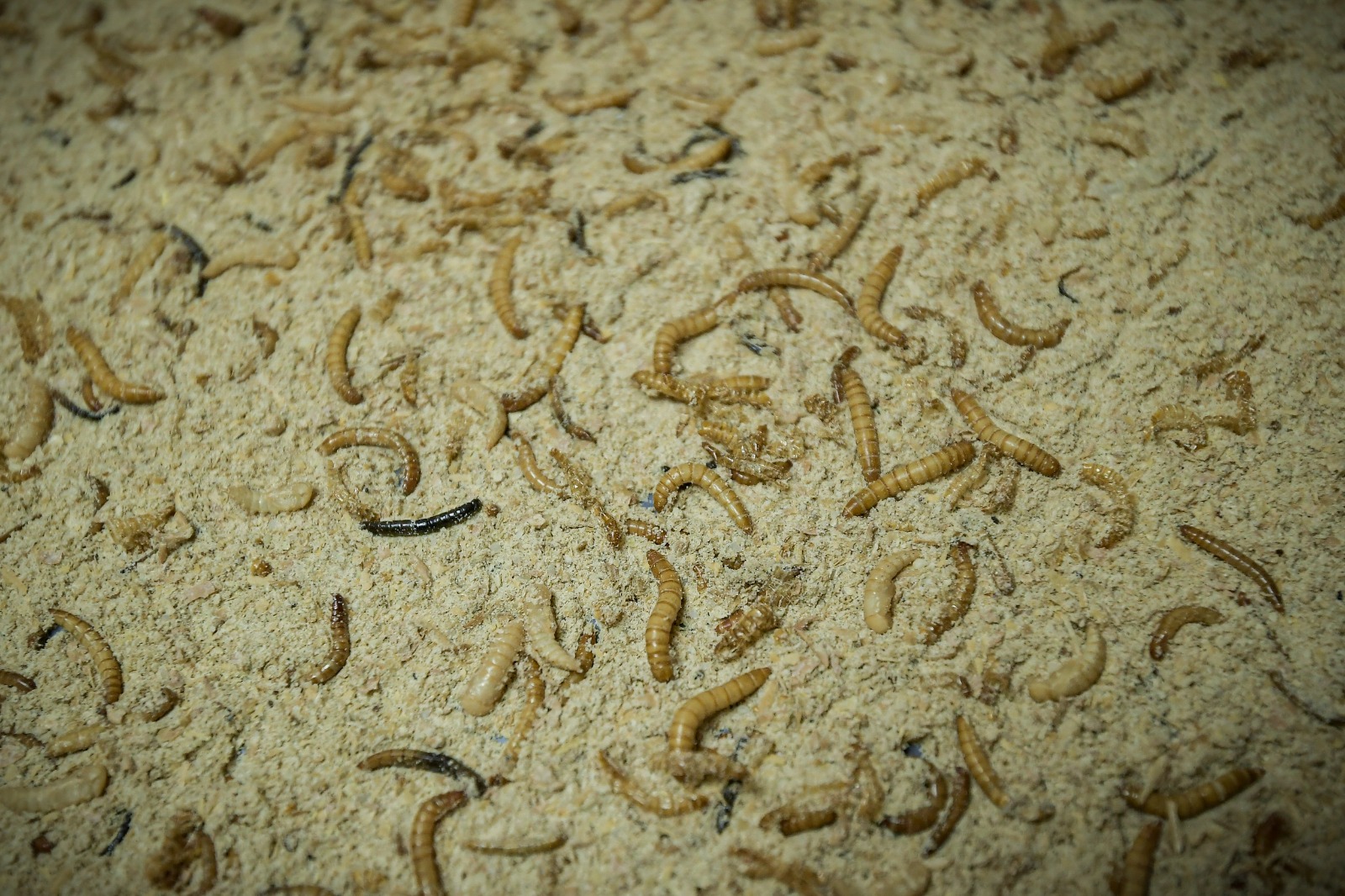 Los insectos se alimentan de materia orgánica, por lo que su crianza también representa una oportunidad para la gestión de residuos.