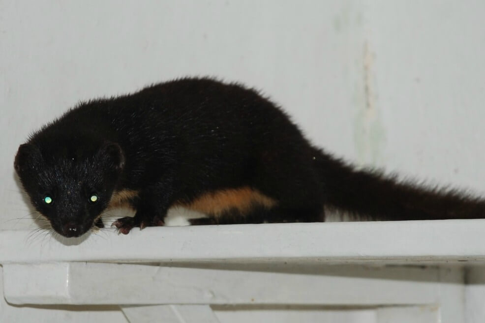 Gracias a una foto aficionada descubren una comadreja que se creía extinta en Colombia