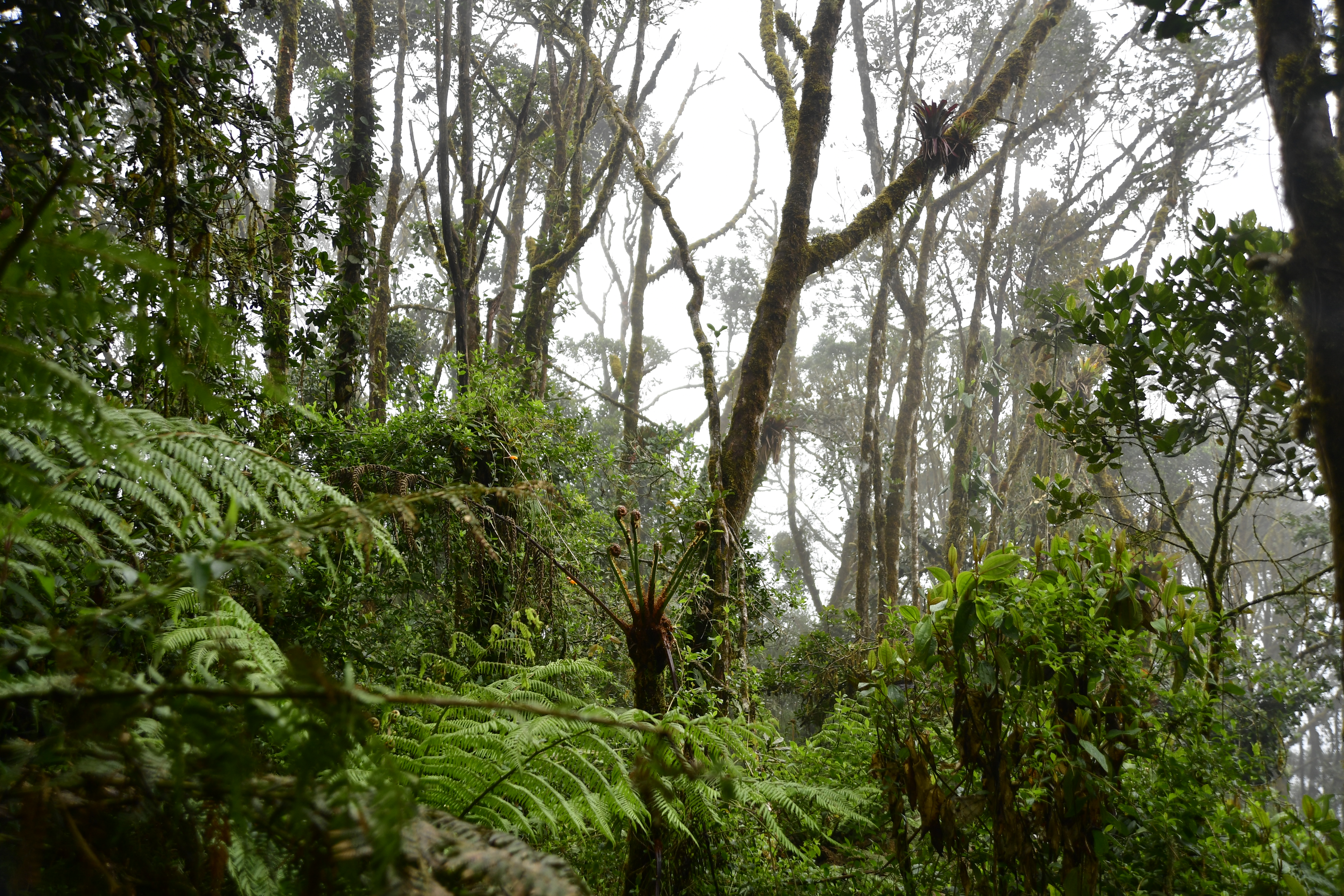 Custodiado por Jaime y Janeth Sierra, quienes cuidan el bosque de la finca El Palmar, en el parque natural Chingaza.