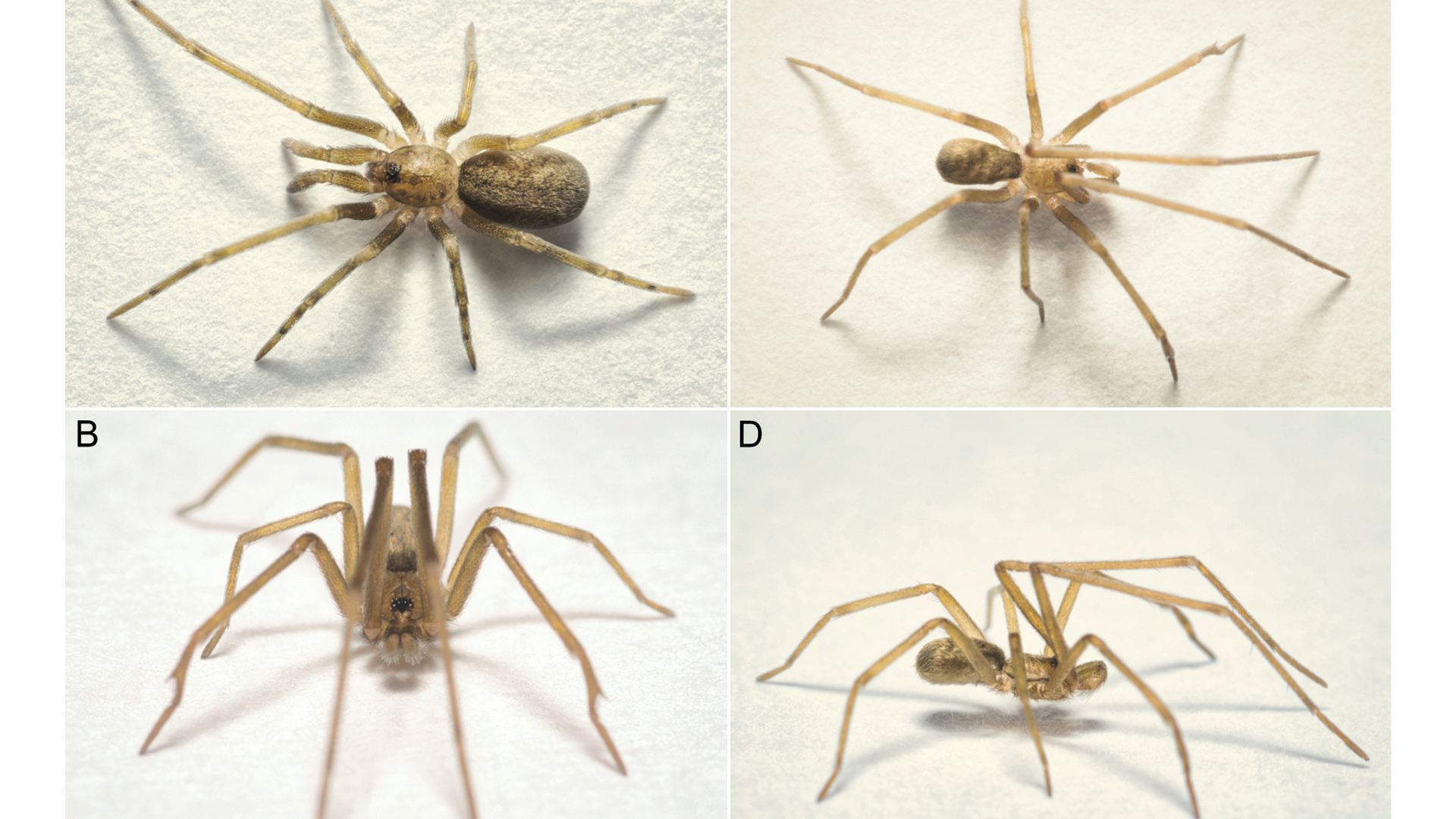Hembra de la especie Pikelinia floydmuraria, hallada en Tolima.